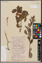 Salix aurita L. x Salix starkeana Willd.